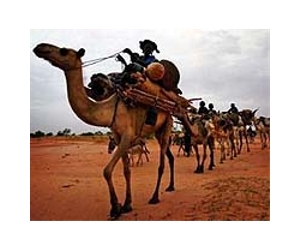 Saudi, China scientists decode camel DNA