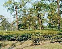 Soil's history: A solution to soluble phosphorus?