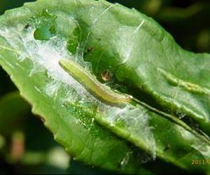 Temperature alters population dynamics of common plant pests