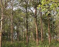 Biodiverse forests better at storing carbon for long periods, says study
