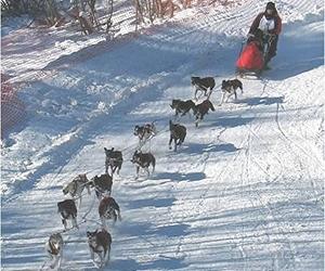 How Do You Make The Perfect Sled Dog