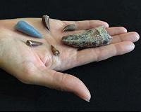 Tooth serves as evidence of 220 million-year-old attack