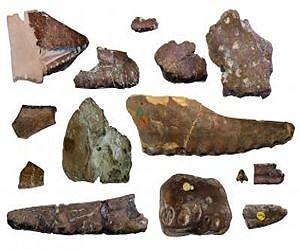 High diversity of flying reptiles in England 110 million years ago