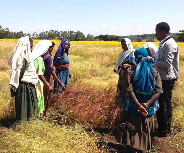 Domestic violence, child marriages soar in drought-hit Ethiopia