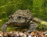 10,000 endangered frogs die in Peru