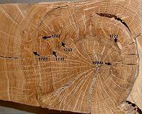 Tree-ring analysis explains physiology behind drought intolerance