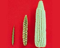Tiny genetic tweak unlocked corn kernels during domestication