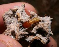 Taking apart termite mounds