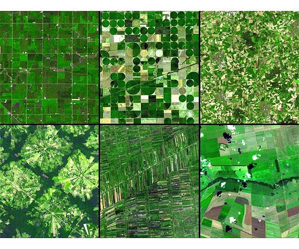 Tiny plants reveal big potential for boosting crop efficiency