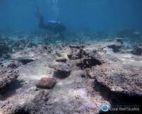 Global warming disrupts recovery of coral reefs