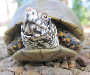 Climate change threatens Northern American turtle habitat