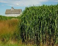 Regulations needed to identify potentially invasive biofuel crops