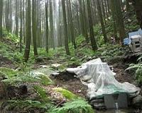 Gatekeeper at Japan's 'Suicide Forest' hopes music can save lives