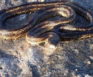 Global warming beneficial to ratsnakes
