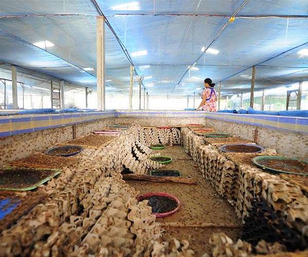 French 'bug farm' thrives on demand for pesticide-free fruit
