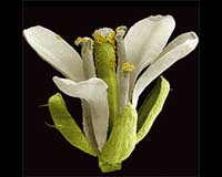 Formula Discovered For Longer Plant Life