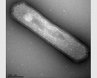 Popular measure of ancient ocean temperatures questioned