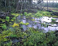 Global warming time bomb trapped in Arctic soil: study