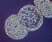 Bacterial To Animal Gene Transfers Widespread; Implications For Evolution, Control Of Diseases And Pests