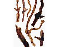 Fossil of oldest known land-dweller identified