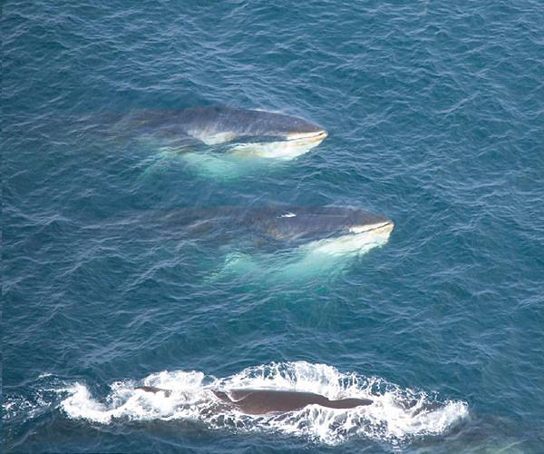 Fin whale songs could help map the ocean floor