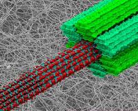 Supercomputer unlocks plant cell secrets - paves way for resilient crops
