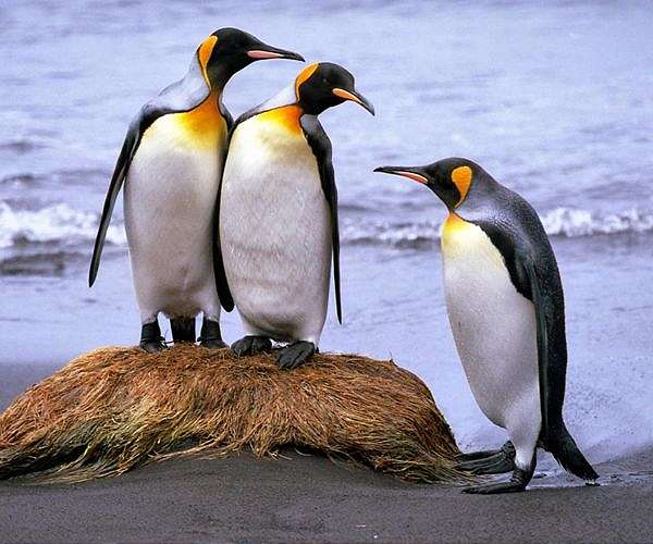 They survived the hunters: now king penguins face climate change