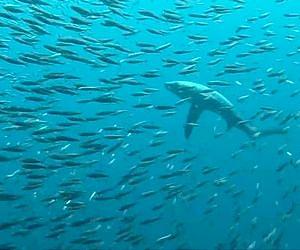 Indian Ocean paradise island beset by shark controversy