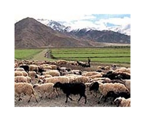 China's Tibetan herders face uncertain future