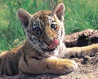 Slaughtered tigers, panther seized in Thailand: police