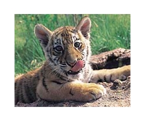 China says it has 6,000 captive tigers