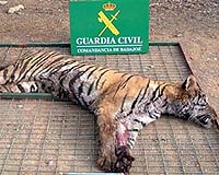 Experts suggest tiger breeding to quash poaching
