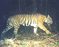 Tigers terrorising Indonesian village: official