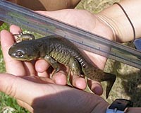 Global Warming Is Killing Frogs And Salamanders In Yellowstone Park
