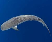 Baby tiger sharks eat common backyard birds