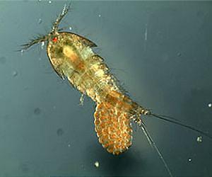 How global warming could cause animals to shrink