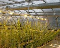 CT scanning shows why tilting trees produce better biofuel