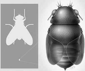 Do the world's smallest flies decapitate tiny ants?