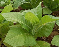 First Step To Converting Solar Energy Using 'Artificial Leaf'