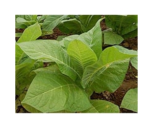 Genetically Engineered Tobacco Plant Cleans Up Environmental Toxin