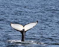 Whale Groups Appreciate Volunteer Aid To Manage Vessel Strikes