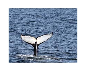 Draft whaling deal under fire from scientists, greens