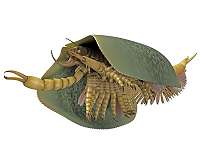 Paleontologists identify new 508-million-year-old sea creature with can opener-like pincers