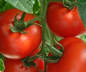 Genetic discovery points the way to much bigger yields in tomato, other flowering food plants