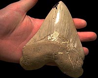 Bone Bed Tells Of Life Along California's Ancient Coastline