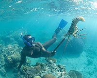 World Interest In Australian Fishery Impact Test