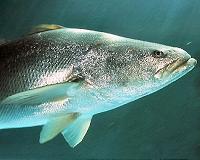 Rapid population decline among vertebrates began with industrialization