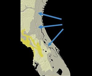 Florida Ridges Mystery Marine Fossils Tied To Rising Land, Not Seas