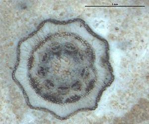 Newly discovered plant fossil reveals more than age