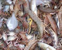 Half of marine life wiped out in 40 years: WWF